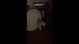 Lil' Drummer Cat