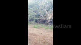 Tiger streaks across herd of bisons as tourists watch