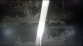 Dog refuses to flee, becomes easy meal to leopard in northwestern Indian village