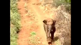 Drunk elephant charges at people in popular tourist town in India