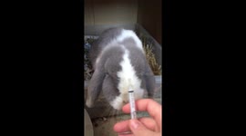 Epileptic Rabbit taking her medication