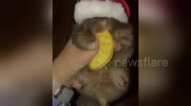 Chunky hamster devours large cookie half the size of him in one go
