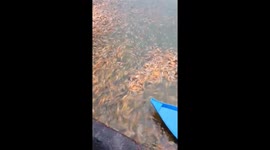 Thousands of Carp and Koi fish emerged to wait for food from tourists