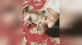 Mischievous dog won't let his owner check the phone