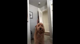 Funny dog plays hide and seek with his dogsitter