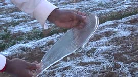 Cold wave causes severe frost in southern India