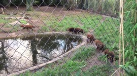 Super cute bush dogs!