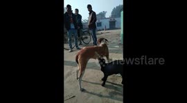 Mother dog nurses goat kid living in the same Indian village