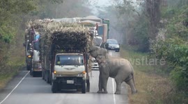 Cheeky elephant stops passing trucks to steal bundles of sugar cane