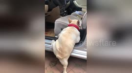 French bulldog with short legs can't quite get into car