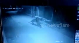Live Lion hunts calf in village near Gir forest in India