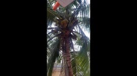 coconut tree with coconuts