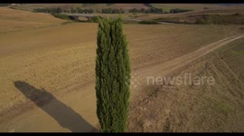 Aerial, beautiful view on tuscan fall landscape with a lonely cypress tree in the middle of fields in Tuscany