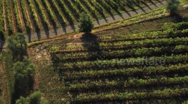 Aerial, vineyards in Montecarlo, Italy