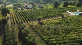 Aerial, vineyards in Montecarlo, Italy