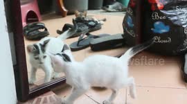 Geoge the curious kitty is confused when he looks in the mirror