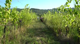 People harvesting vineyards in the early morning in the fall, seasonal workers gathering grapes