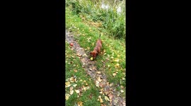 Sausage Dog collecting apples.