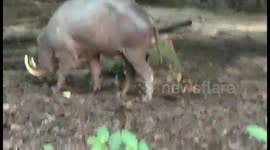 Babirusa