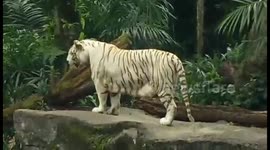 White Tiger