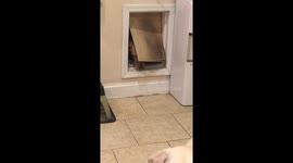 Five Labradors and a Labradorkie pausing for treats
