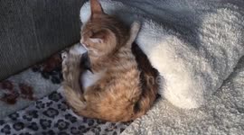 Cat exercising yoga ;)