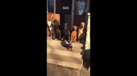 Colorful Labrador rainbow posing for treats