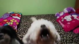 Dog that says in Spanish mom and asks for water.