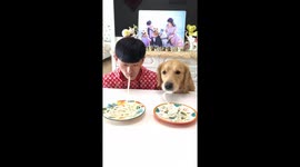 青岛  金毛和主人比赛吃面