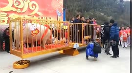 Gigantic 'pig king' crowned in China in run up to Chinese Year of the Pig