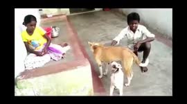 Emphatic dog feeds orphaned goat