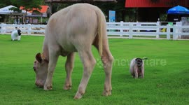 Cute little pig and little buffalo eat grass on the field.