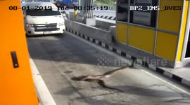 Python sparks panic after appearing at toll road checkpoint