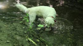 This beautiful dog is not happy about the plastic waste in this stream, he tries to clean it up, he finds two pieces of plastic waste and tries to remove them.