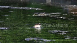 Bottoms up, this duck busy looking for lunch under water.