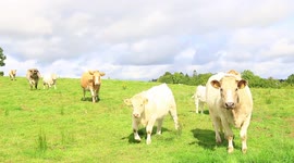 Curious cows give a great welcome to photographer, and seem to be excited and really curious.
