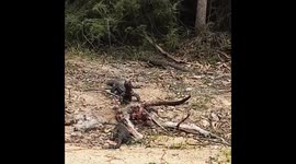 Australian lizards feeding on a Kangaroo carcass