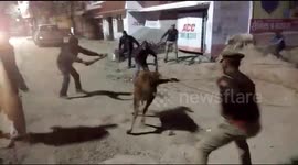 Hilarious moment Indian police run behind stray cattle