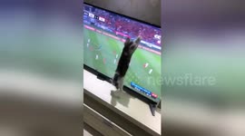 Kitten watching Asian Cup tries to catch football on TV