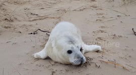 Beach in England littered with plastic garbage puts local seals in danger