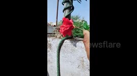 Man plays with pet squirrel and offers him hibiscus flower to eat