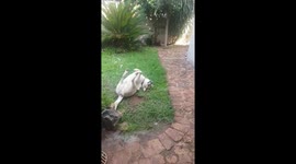 Dog malfunction