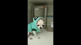 Chihuahua executes cunning heist to steal delicious snacks