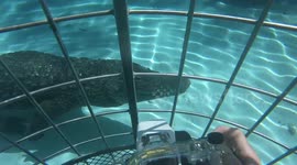 Tourist gets dunked into water to cage dive with crocodiles in South Africa