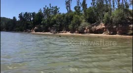 Rare Sighting - Bush Buck Crossing African River