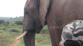 Tourists experience close encounter with gentle giant elephant in South Africa