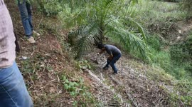 Twenty Monkeys Found Dead After Eating Watermelon 'Poisoned By Vengeful Farmer'