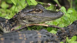 Adorable Baby Alligators Filmed In The Everglades