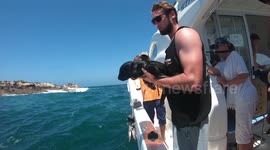 Dramatic baby seal release ends in success despite pup's attempts to stay on boat