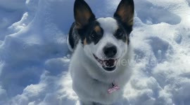 Sketch the Corgi Sliding at the park in Pagosa Springs, Colorado, US